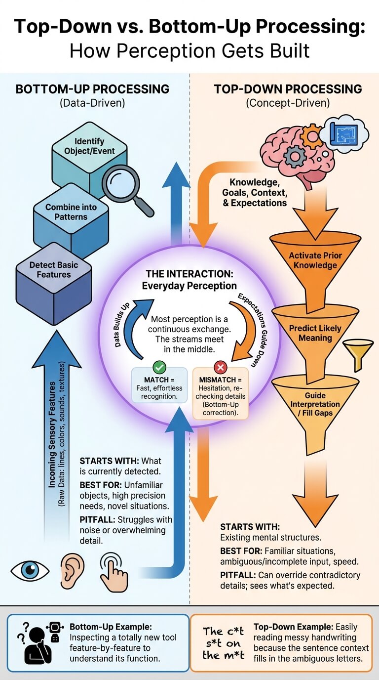 Top-Down vs Bottom-Up Processing: How Perception Gets Built